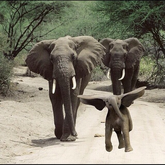 Meet your Posher, Mina - Picture 1 of 1